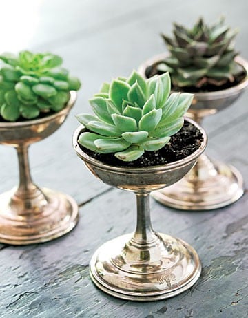 succulents {Pantone Color of the Year: Emerald}