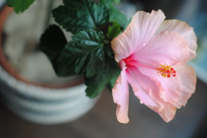 Kidproofing and Petproofing Houseplants