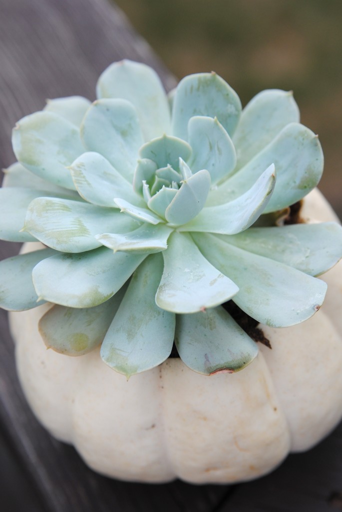 5 Minute Fall Decor Idea: succulent pumpkin planters! Fall decor doesn't need to be fussy, make it easy and beautiful with these easy decor ideas!