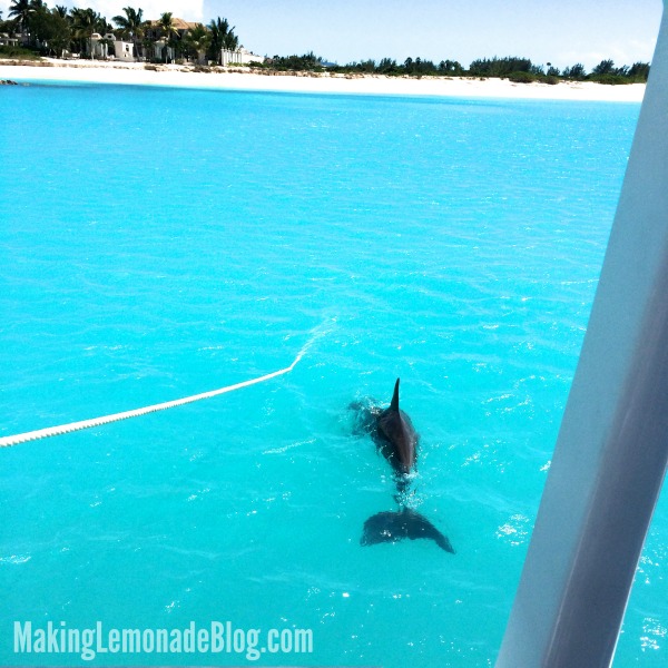 Turks and Caicos Snorkeling Catamaran Trip through Beaches Island Routes- looks incredible! Love the crystal clear blue water and DOLPHINS!