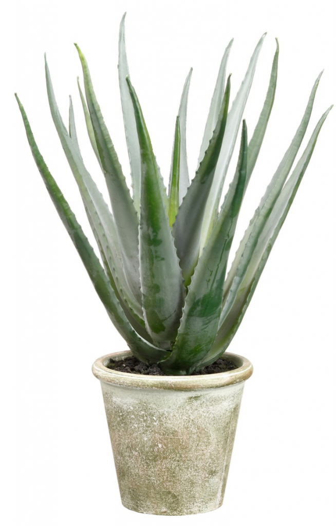 agave plant