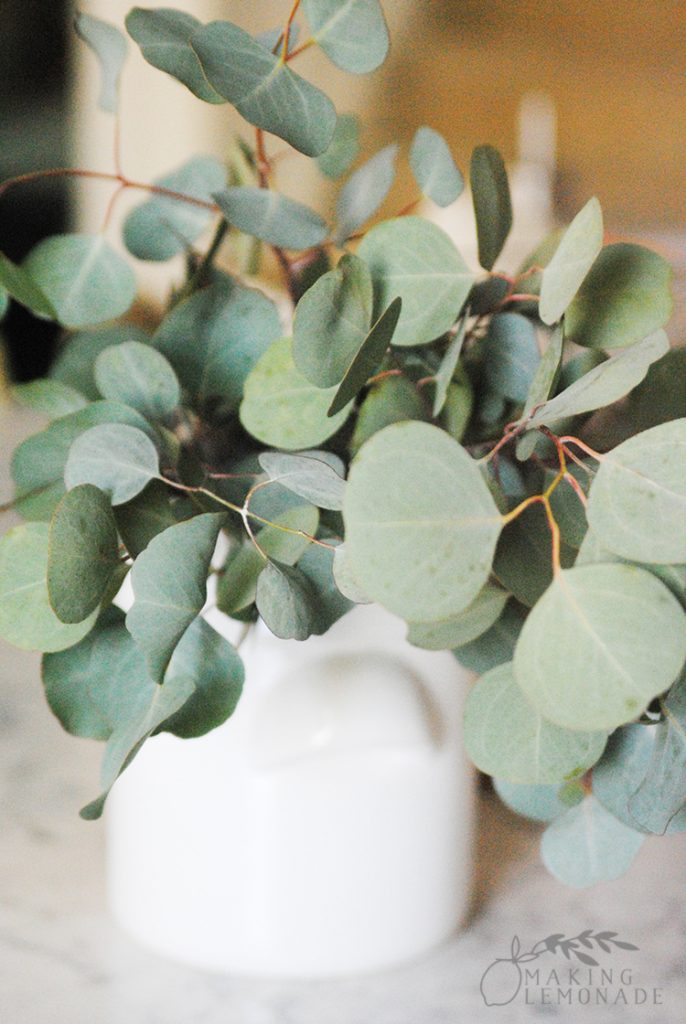 eucalyptus in vase