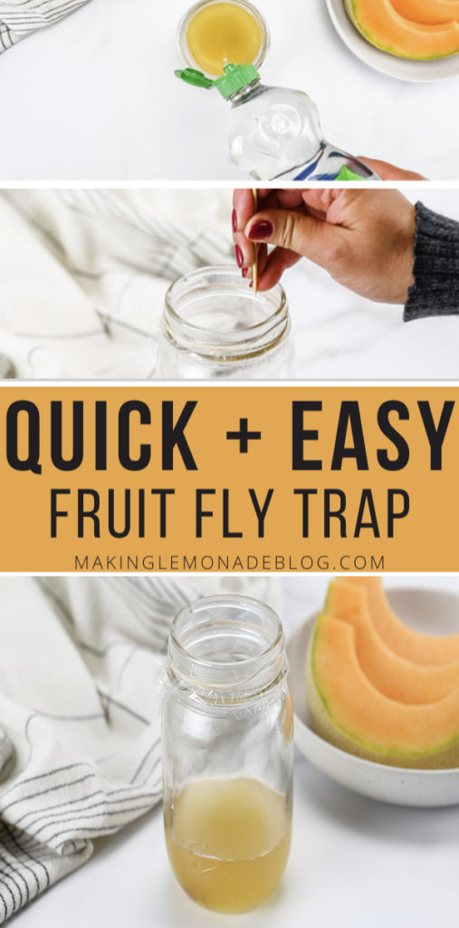 DIY homemade fruit fly trap pin