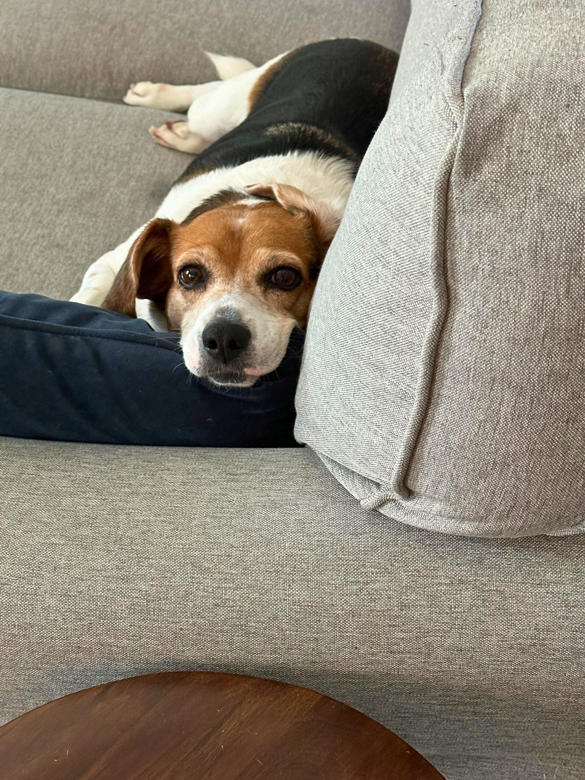 beagle on couch