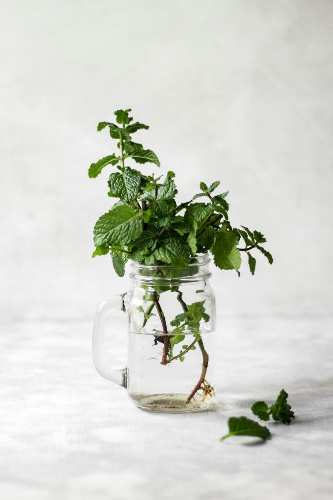 mint in a mason jar