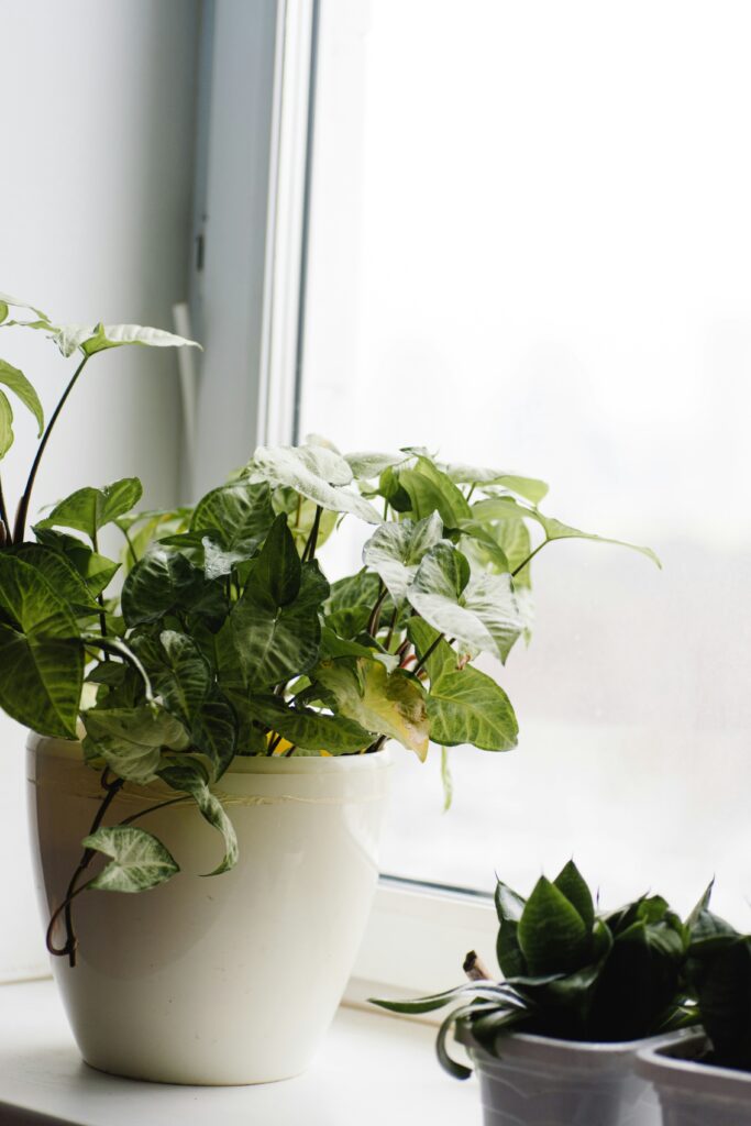 plant in window