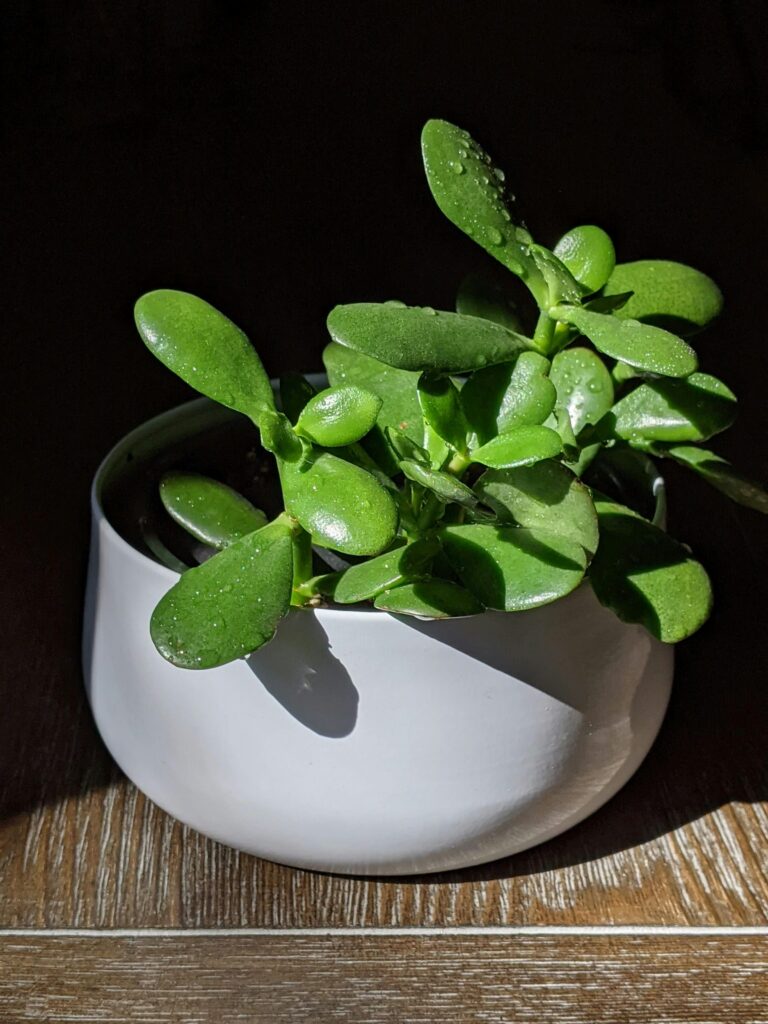 jade plant